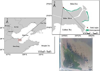 Can the Non-native Salt Marsh Halophyte Spartina alterniflora Threaten Native Seagrass (Zostera japonica) Habitats? A Case Study in the Yellow River Delta, China